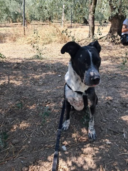 FENICE, dolcissima cagnolona | Foto 0