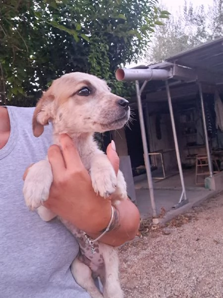 CAPPUCCINO cucciolo monello  | Foto 0