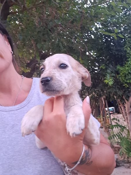 CAPPUCCINO cucciolo monello 