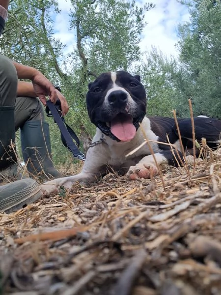 CHICCO - mix Pit/Amstaff bianco e nero, giovane