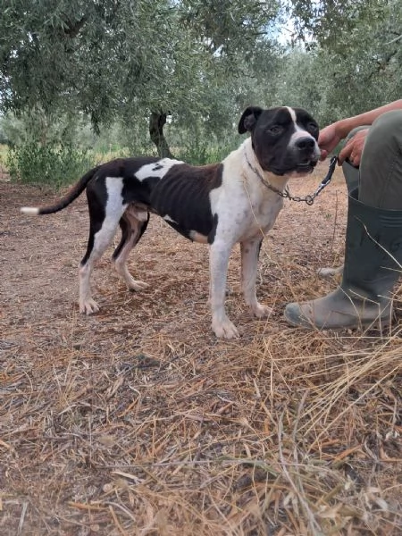 CHICCO - mix Pit/Amstaff bianco e nero, giovane | Foto 3