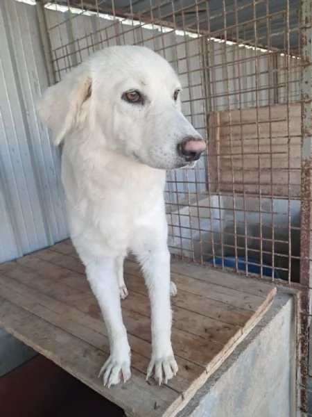 GIPSY cucciola bianca | Foto 1