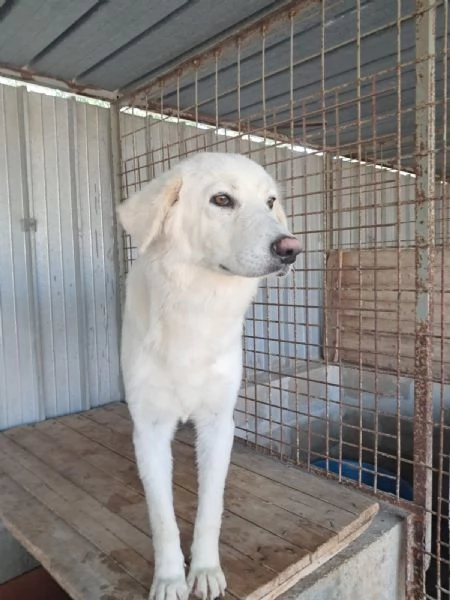 GIPSY cucciola bianca | Foto 0