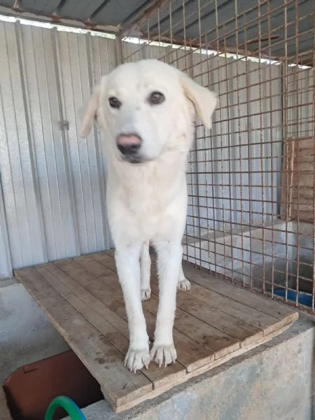 GIPSY cucciola bianca