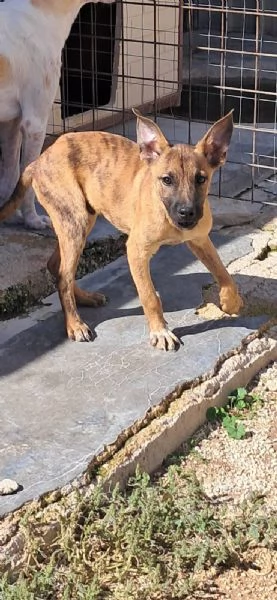 TIM nato ad giugno 2025