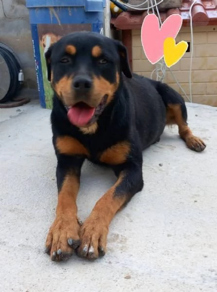 SOFIA, prigioniera in un box | Foto 1