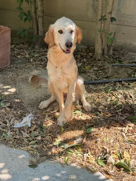 RAFFY mix golden retriever