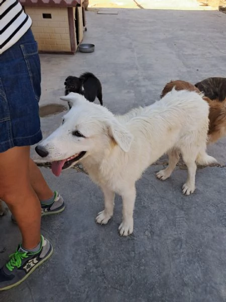 DAVID simil boarder collie | Foto 1