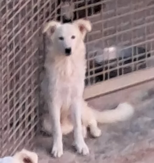 DAVID simil boarder collie | Foto 0