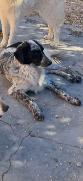 MASCHERINA nata in dicembre 2023 | Foto 0