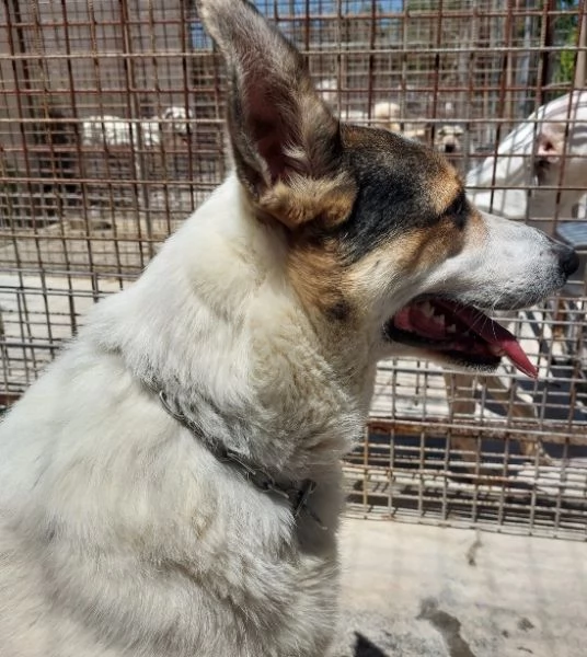 BALU', cerca casa | Foto 3