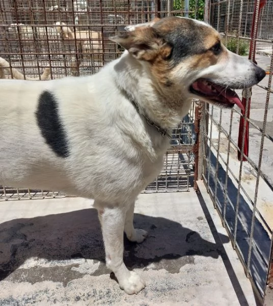 BALU', cerca casa | Foto 2