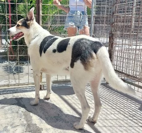 BALU', cerca casa | Foto 1