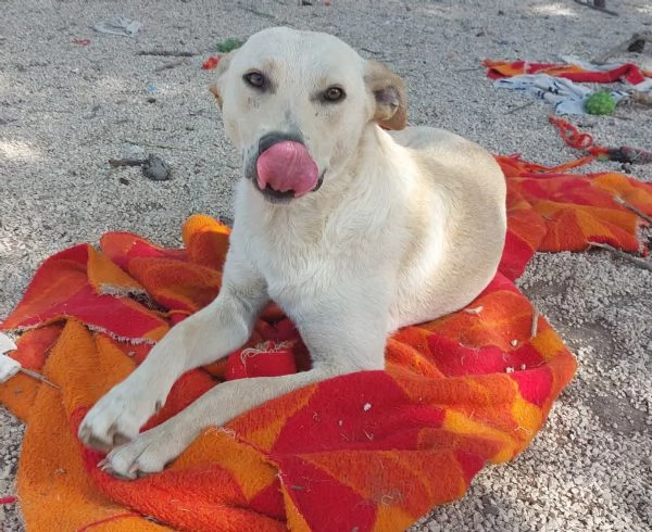 KERO giovanotto (settembre '23) | Foto 2