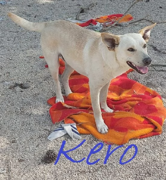 KERO giovanotto (settembre '23) | Foto 0