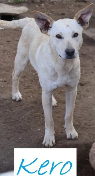 KERO giovanotto (settembre '23)