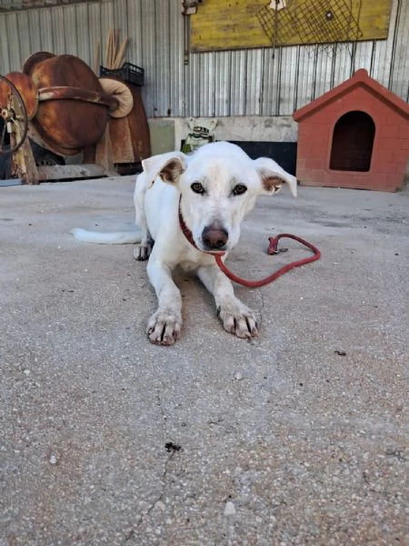 XENA cucciola amorevole | Foto 0