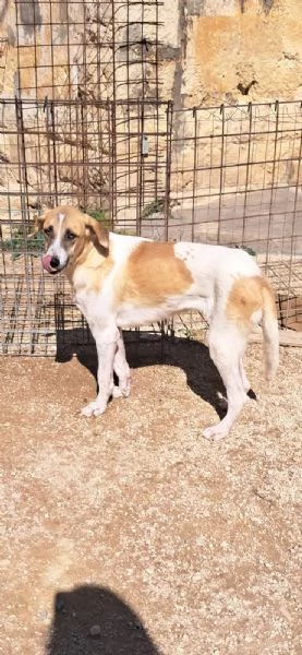 ODETTE dolce bimba pelosa | Foto 0