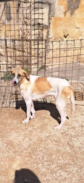 ODETTE dolce bimba pelosa