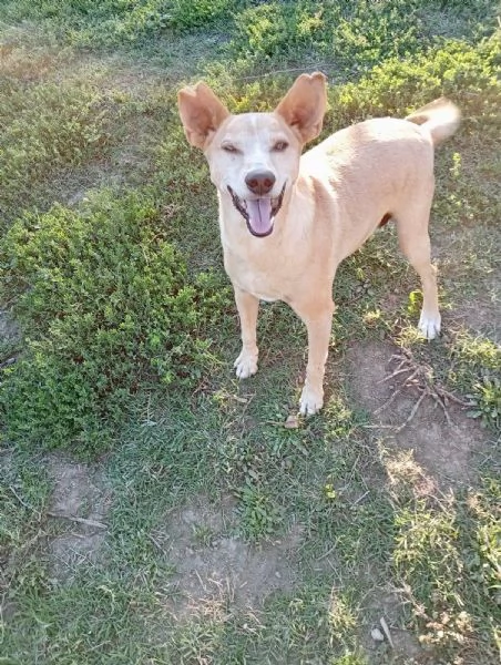 TOBIA URGENTE ADOZIONE DEL CUORE | Foto 1