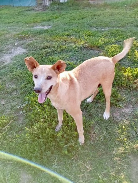 TOBIA URGENTE ADOZIONE DEL CUORE | Foto 0