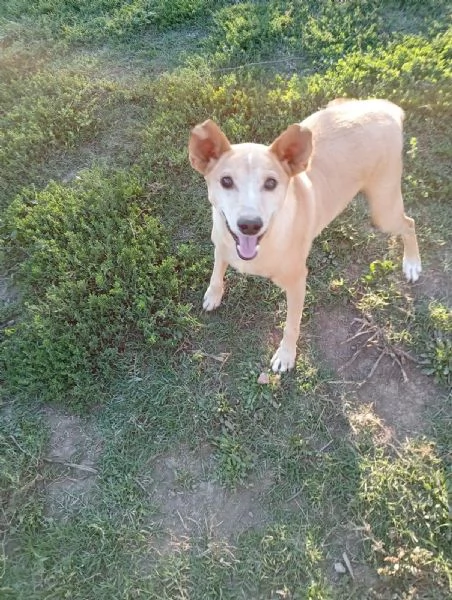 TOBIA URGENTE ADOZIONE DEL CUORE