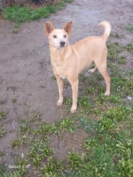 TOBIA URGENTE ADOZIONE DEL CUORE | Foto 0