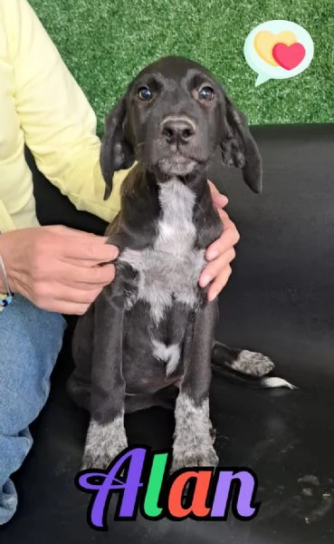 ALAN nato ad GIUGNO 2025