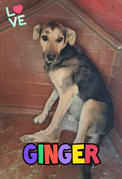 GINGER ha bisogno di una famiglia