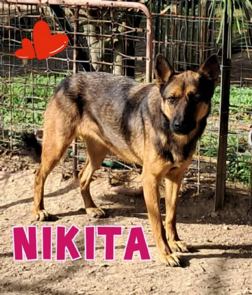 NIKITA....simpatica cane lupa