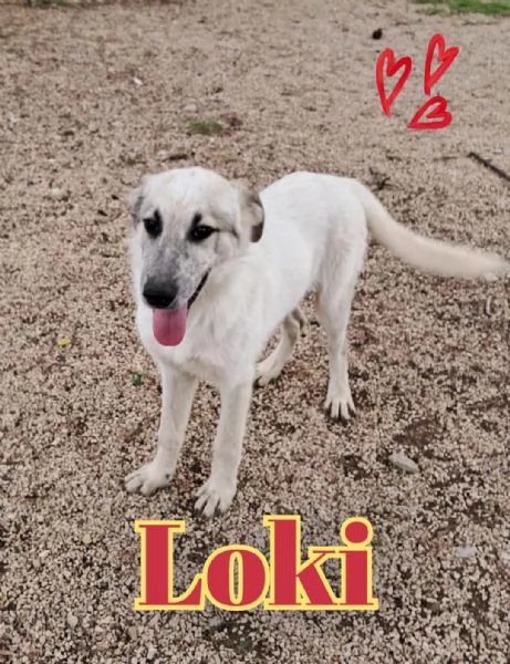LOKI nato ad Aprile ‘25