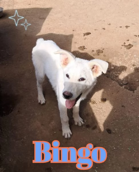 BINGO nato ad Aprile ‘25