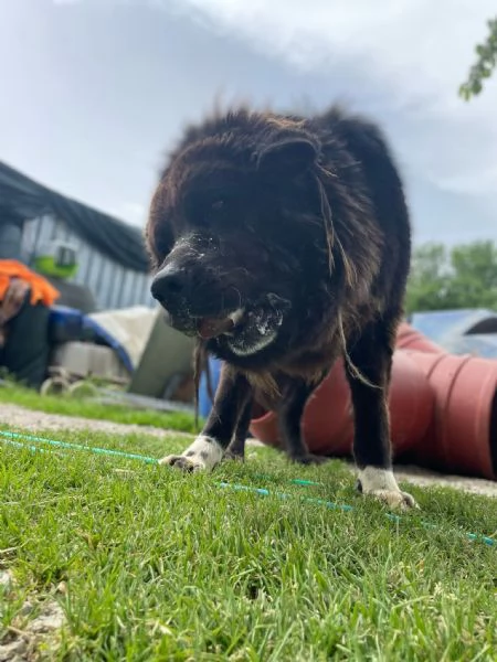 ZENO – 2 anni di canile, ora cerca una vera famiglia | Foto 2
