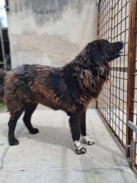 ZENO – 2 anni di canile, ora cerca una vera famiglia | Foto 1