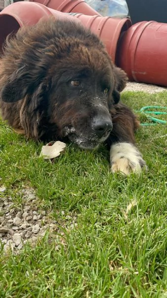 ZENO – 2 anni di canile, ora cerca una vera famiglia | Foto 0