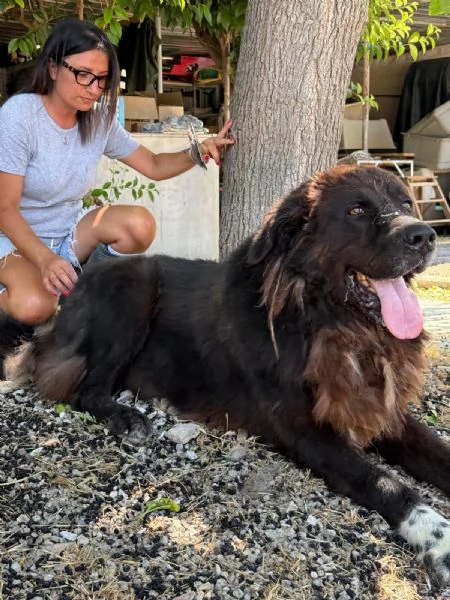 ZENO – 2 anni di canile, ora cerca una vera famiglia