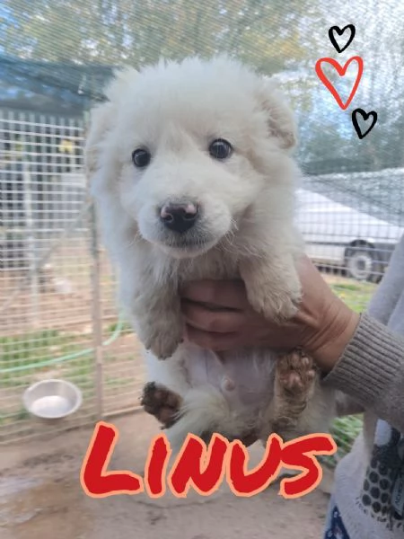 LINUS cucciolo dolcissimo