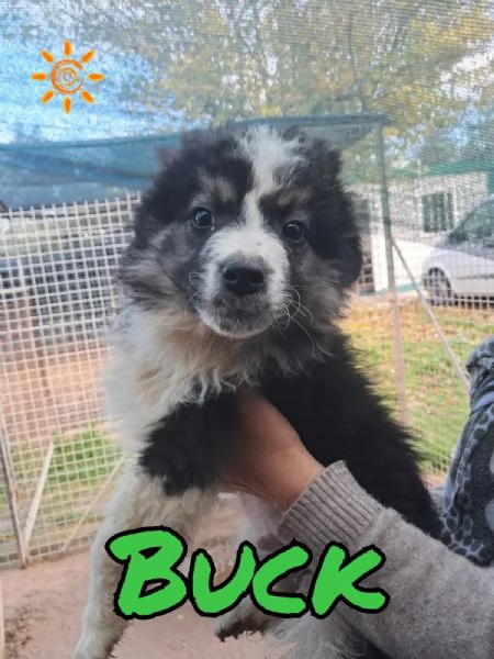 BUCK cucciolo meticcio