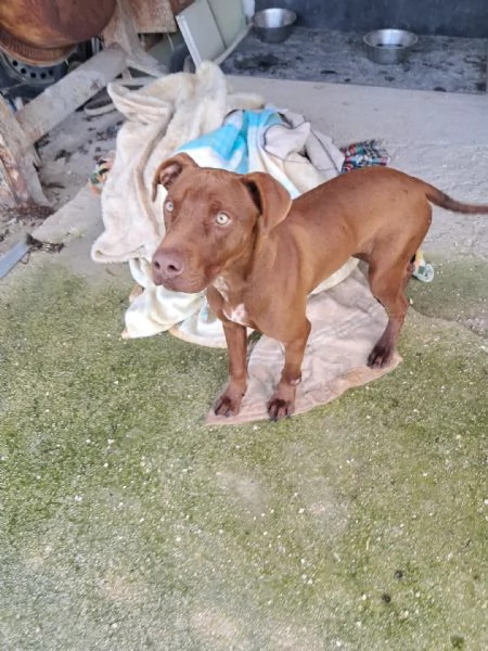 BAYLES cucciolo mix pit/bracco | Foto 0