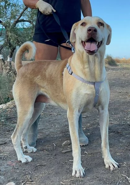 IO SONO PATTY, E HO UN SOGNO 