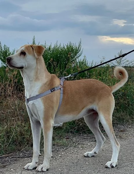 IO SONO PATTY, E HO UN SOGNO  | Foto 1