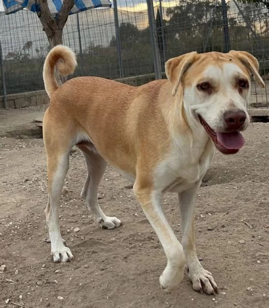 IO SONO PATTY, E HO UN SOGNO  | Foto 0