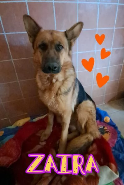 ZAIRA pastore Tedesco
