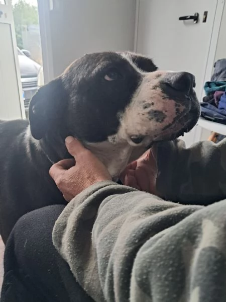 OLIVER patatone dolcissimo | Foto 1