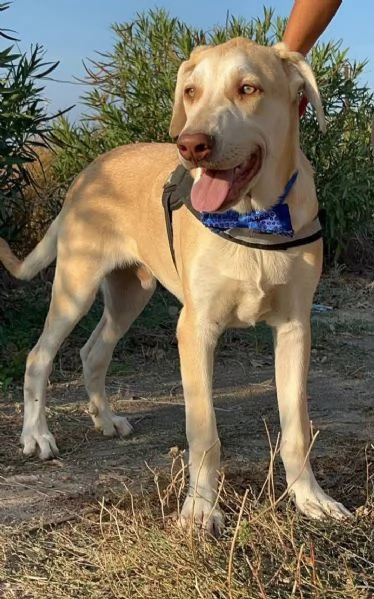 VASCO chiede una famiglia | Foto 3