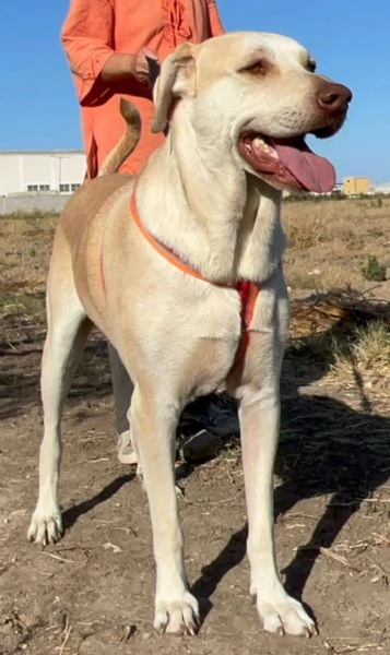 VASCO chiede una famiglia