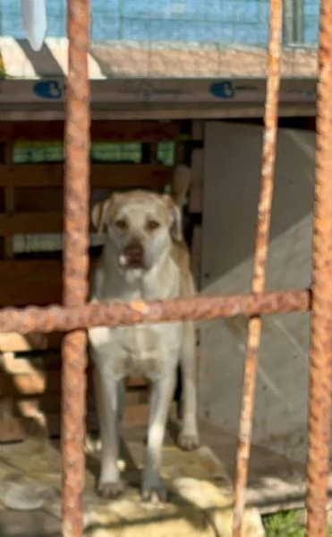 VASCO chiede una famiglia | Foto 1
