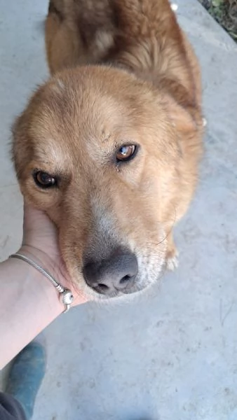 Ciao a tutti, mi chiamo BISCOTTO 