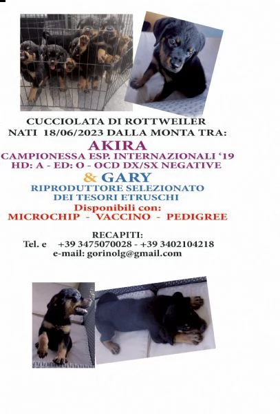cucciolo rottweiler | Foto 2