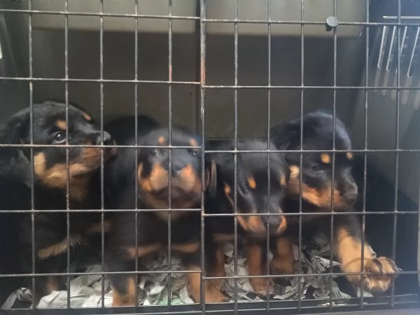 Rottweiler Cuccioli | Foto 2